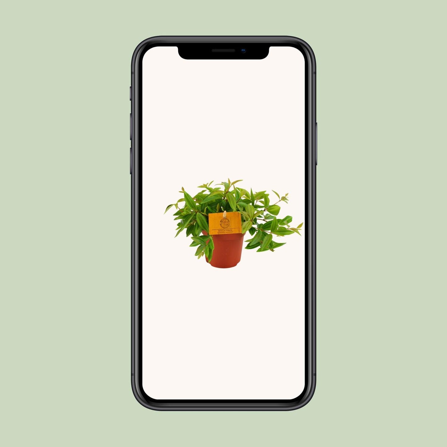 Peperomia Ang. Rocca Vivace - Ø11cm - pflanzfix24