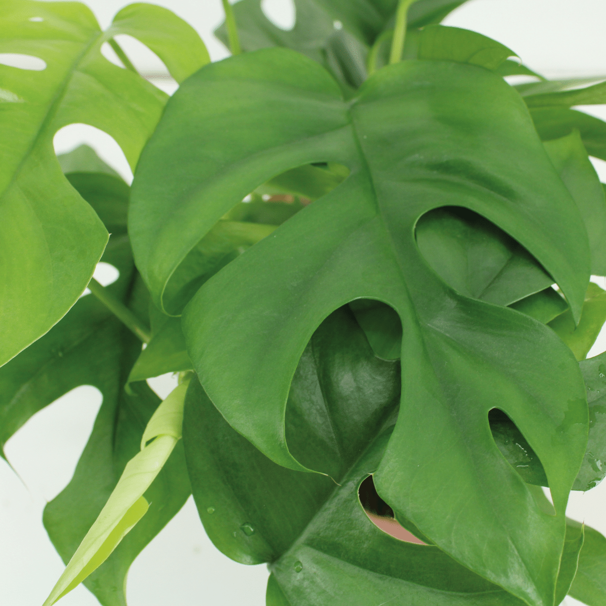 Monstera Minima 2er-Set Ø15cm – Lochpflanze | Pflanzfix24.de - Pflanzfix24.de