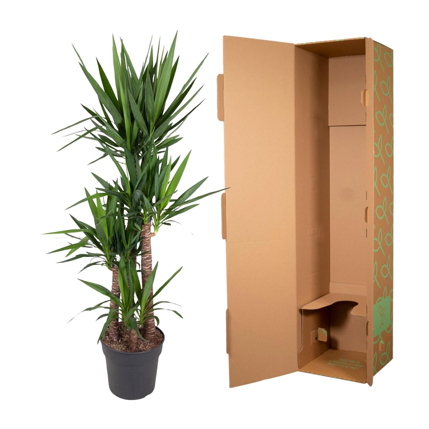 Yucca Elephantipes 180 cm – Pflanzfix24.de - Pflanzfix24.de