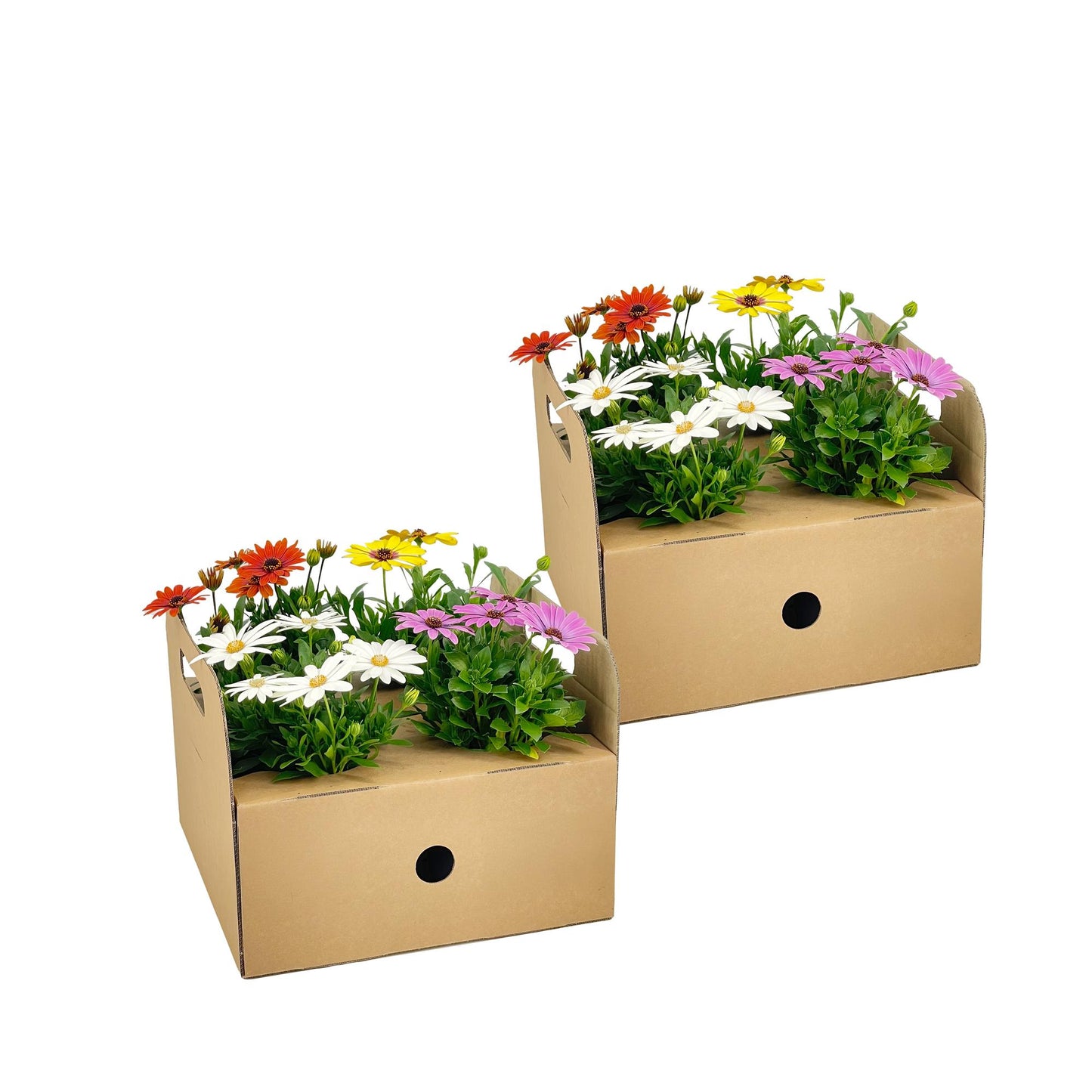 8x Osteospermum ecklonis Mix Ø12 cm - ↕20 cm bei Pflanzfix24