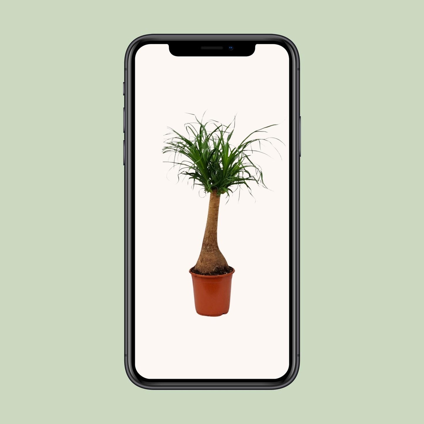 Beaucarnea Recurvata - Ø21cm - ↕65cm bei Pflanzfix24
