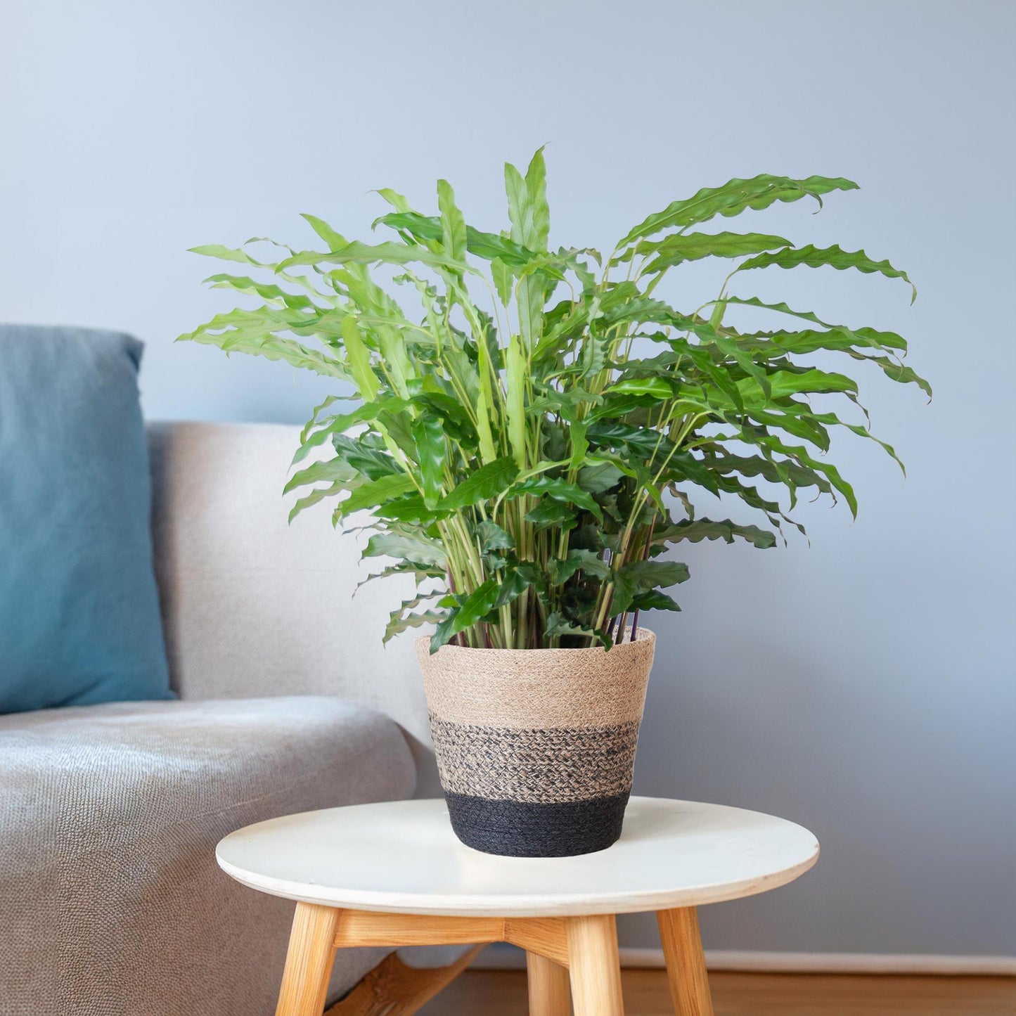 Calathea Rufibarba mit Korb Lissabon schwarz - 55cm - Ø17 - Pflanzfix24