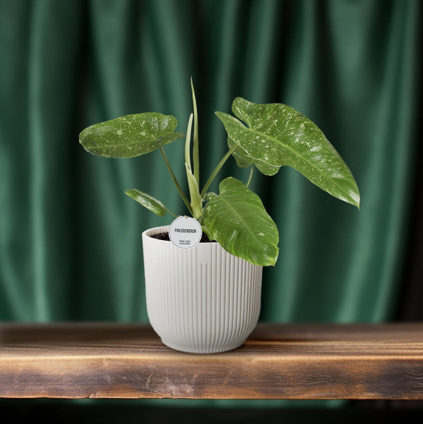 Philodendron Jose Buono 15cm – tropisches Raumgrün | Pflanzfix24