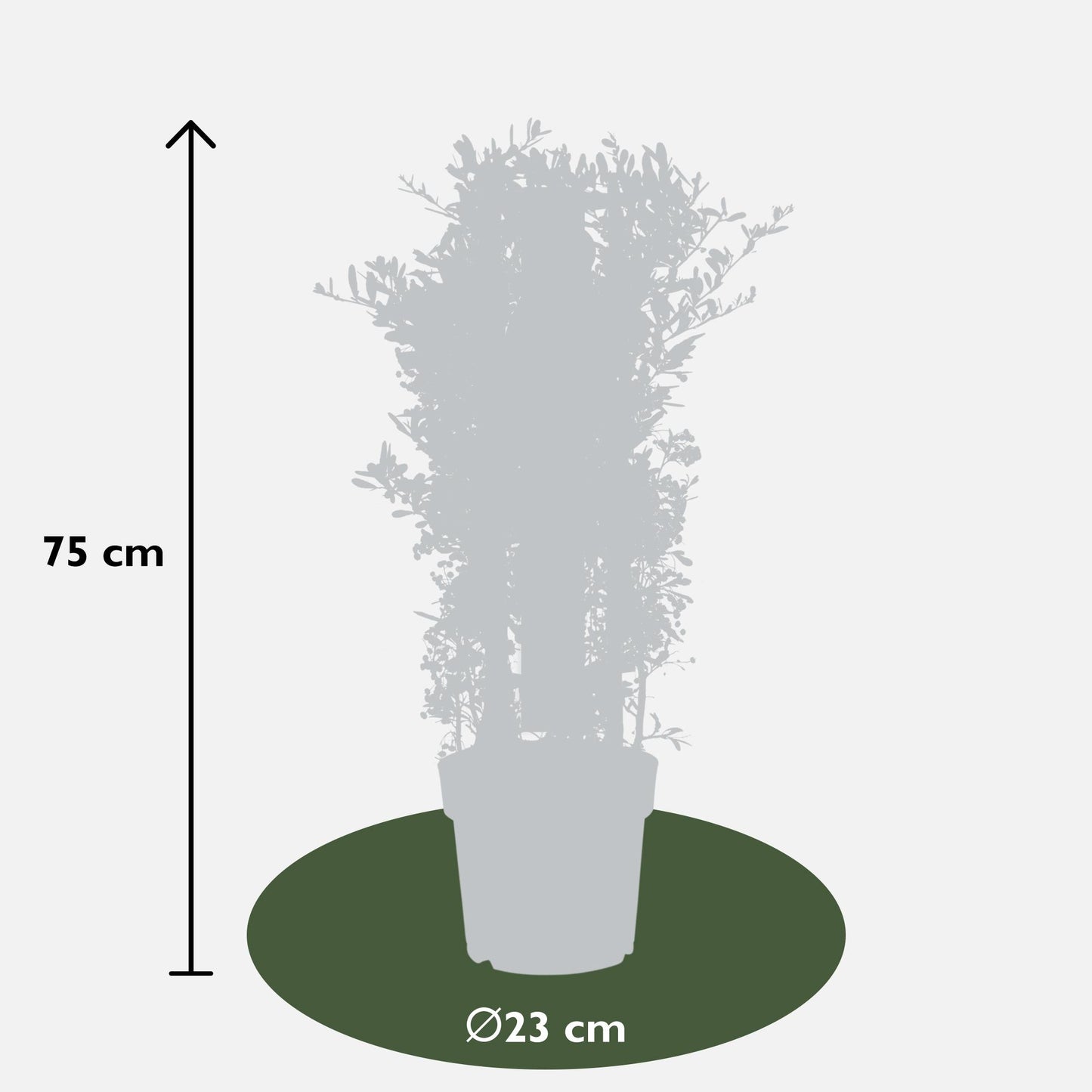 Pyracantha coccinea Red Star - Ø23cm - ↕75cm - Pflanzfix24
