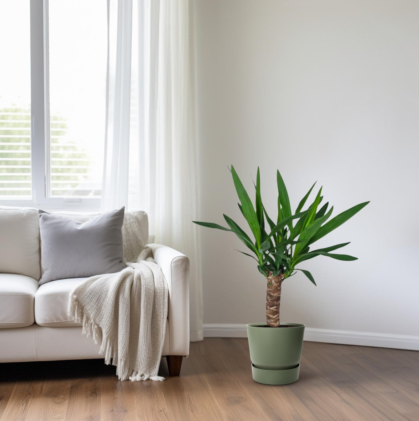 Yucca Pflanze Ø14cm – 60cm hoch | Pflanzfix24.de - Pflanzfix24.de
