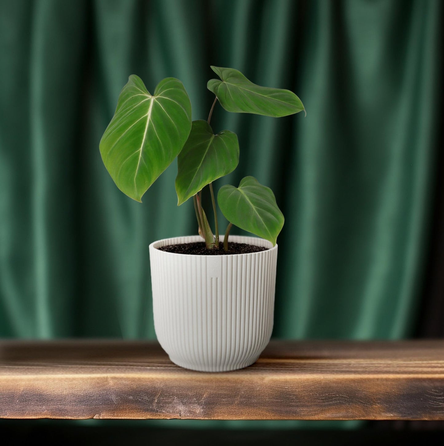 Philodendron Glorisoum - Ø12cm - ↕35cm bei Pflanzfix24