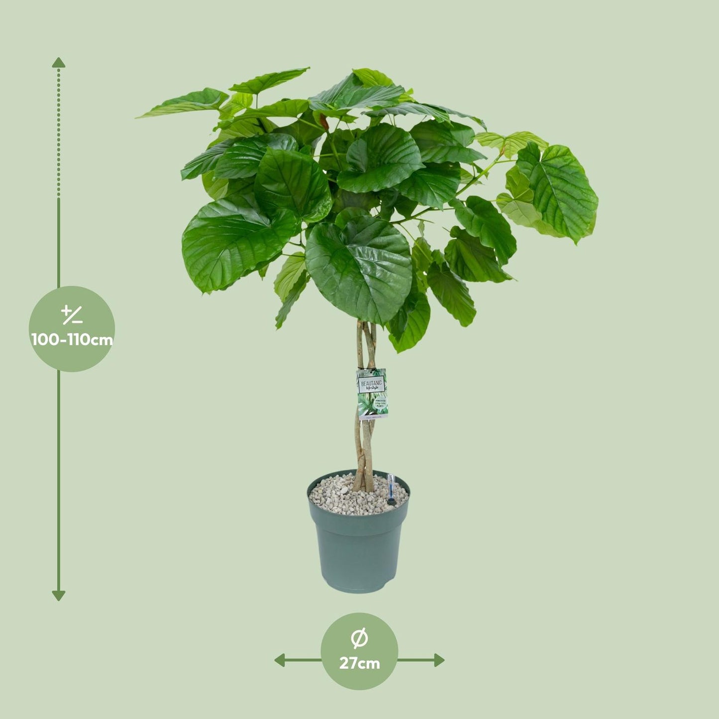Ficus Umbellata (Gevlochten) - Ø27cm - ↕120cm - Pflanzfix24