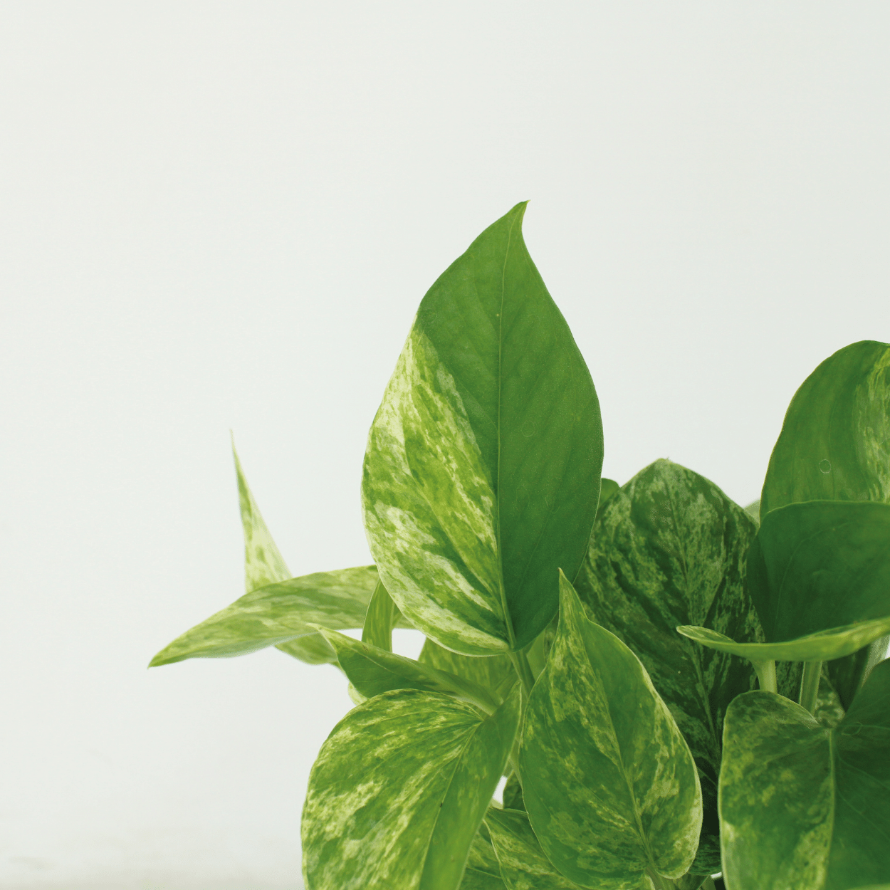 Epipremnum Marble Queen - 4 Stücke - Pflanzfix24.de - Pflanzfix24.de