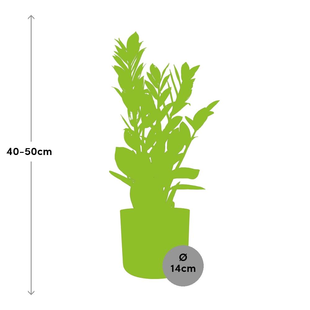 Zamioculcas - Hoogte 45-50 in ELHO b.for soft rond 14cm brique - Pflanzfix24
