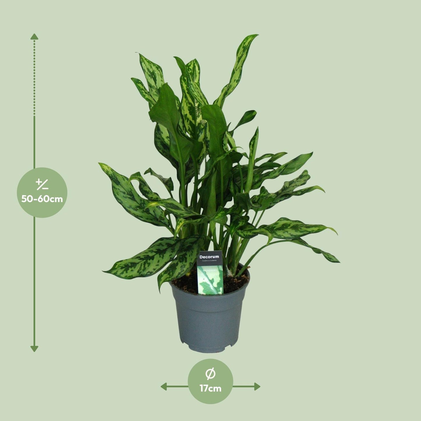 Aglaonema Maria - Ø17cm - ↕55cm - Pflanzfix24