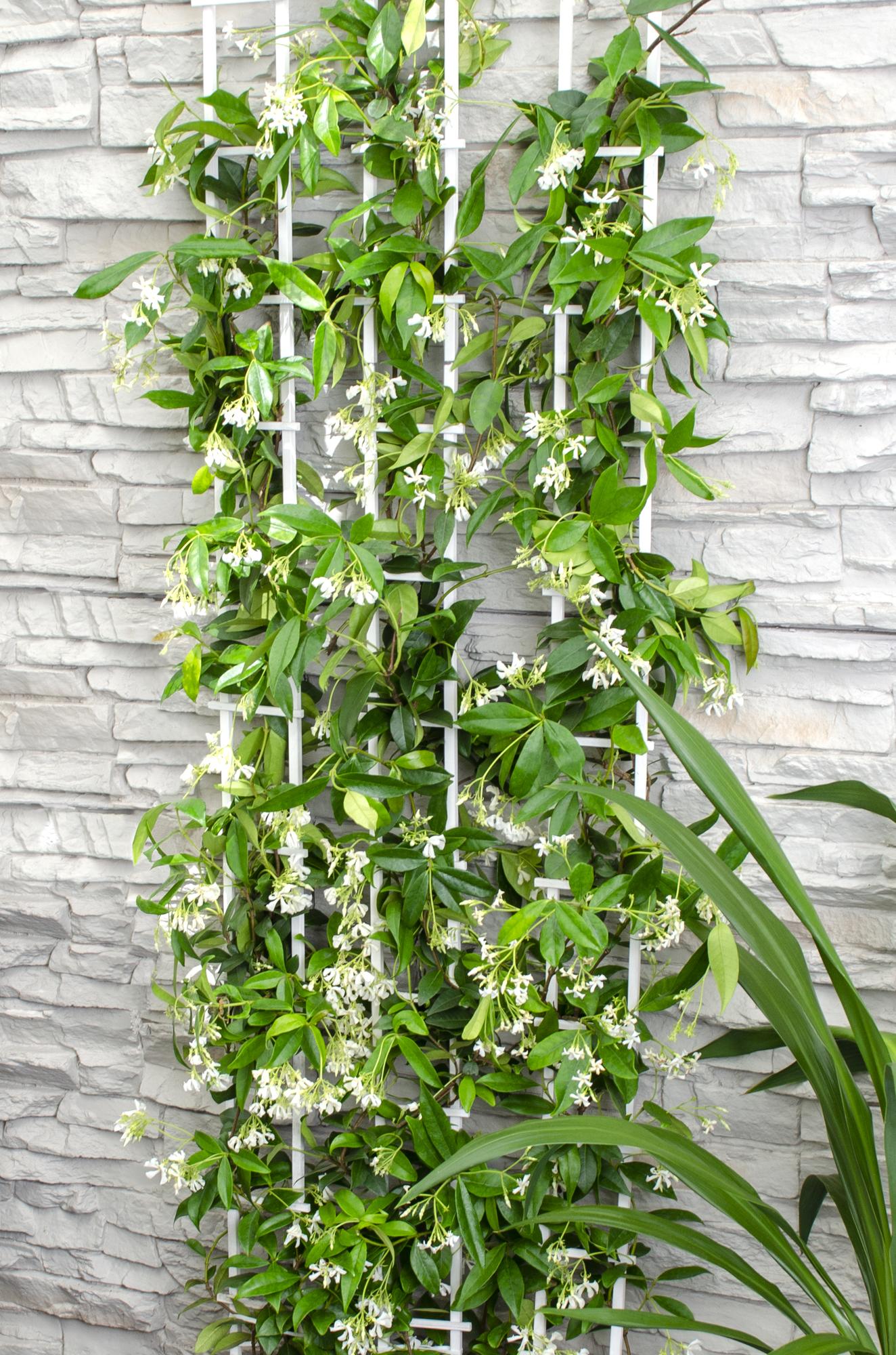 2x - Trachelospermum 'Star of Venice' - ↨65cm - Ø15 - Pflanzfix24