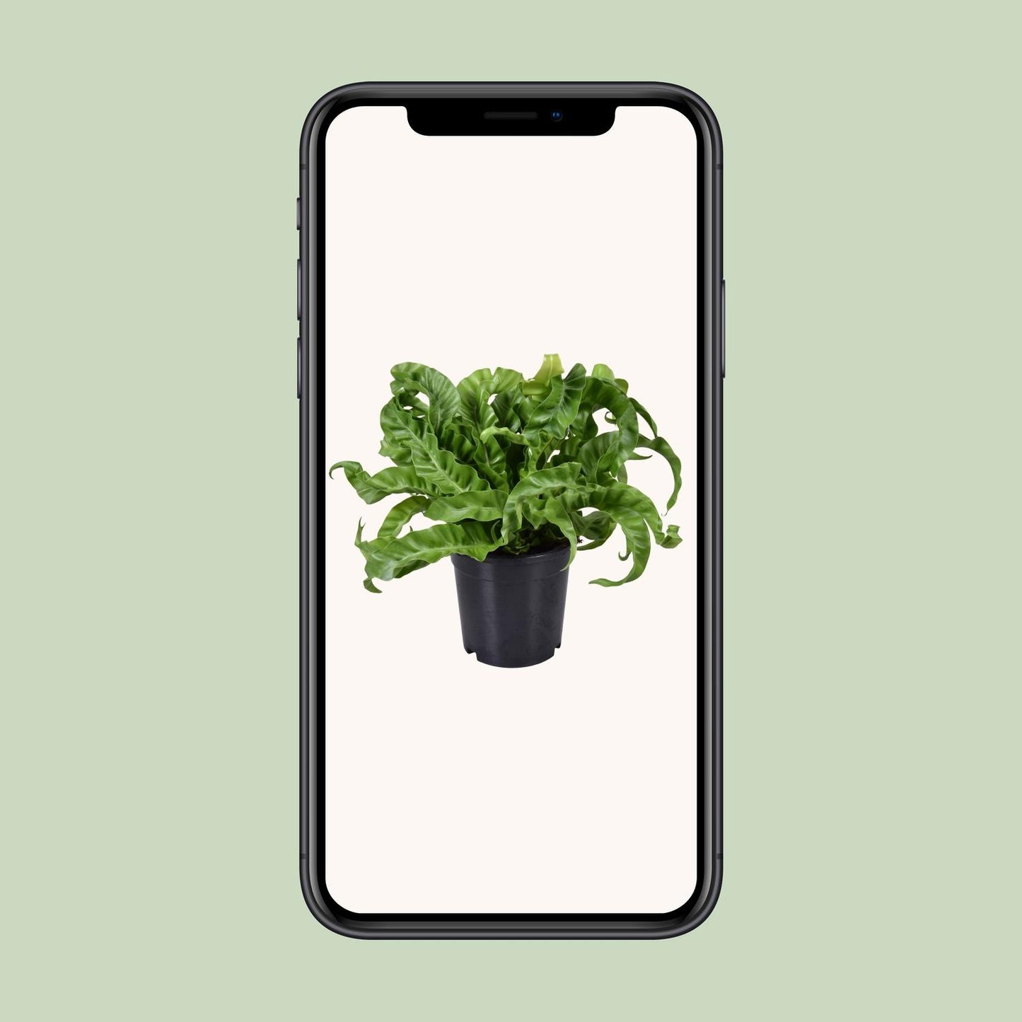 Asplenium Antiquum - Ø17cm - ↕40cm - Pflanzfix24