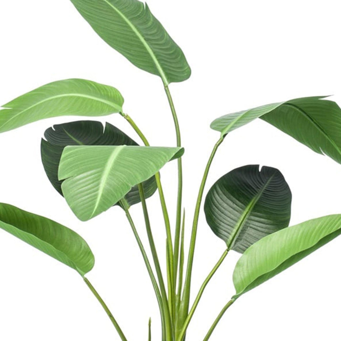 Strelitzia - 120cm - In zwarte pot - Kunstplant | Pflanzfix24