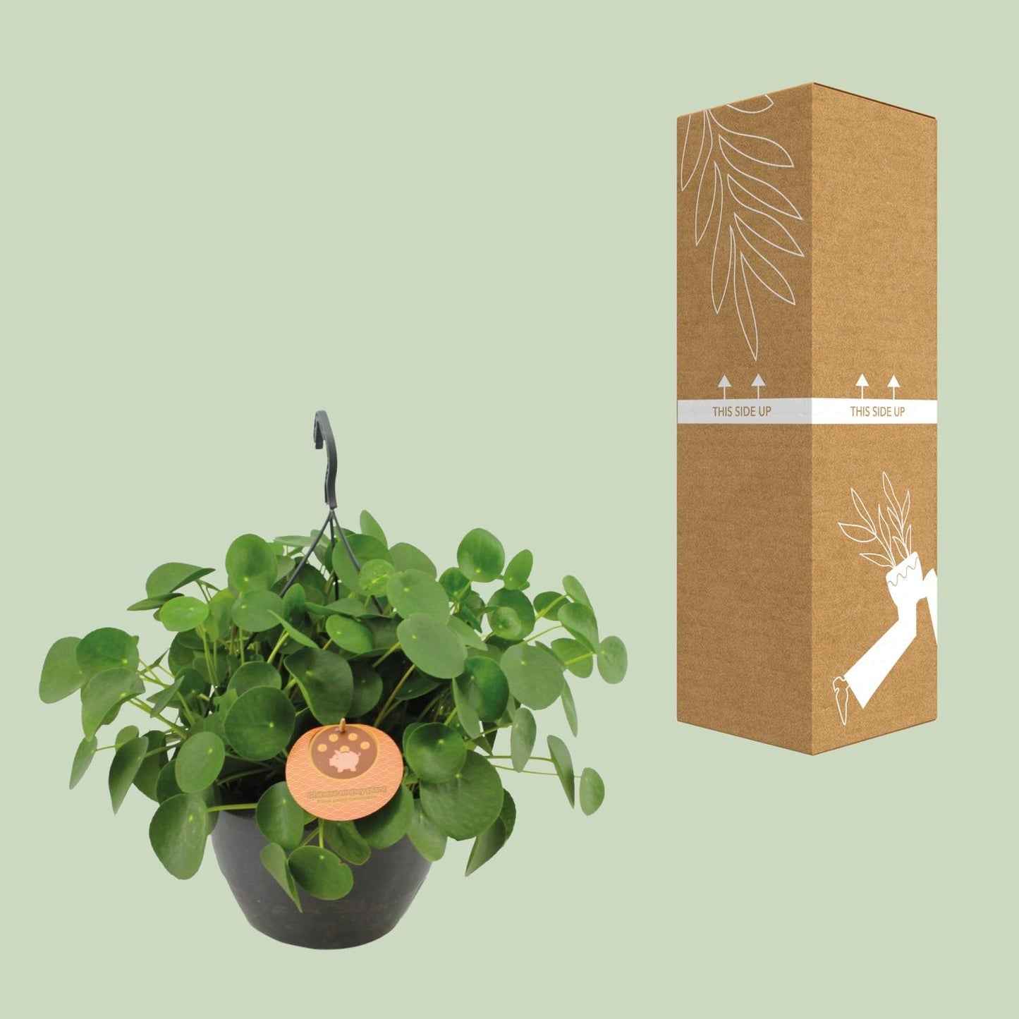 Pilea Peperomioides - Aluminium-Pflanze - Ø27cm - Pflanzfix24