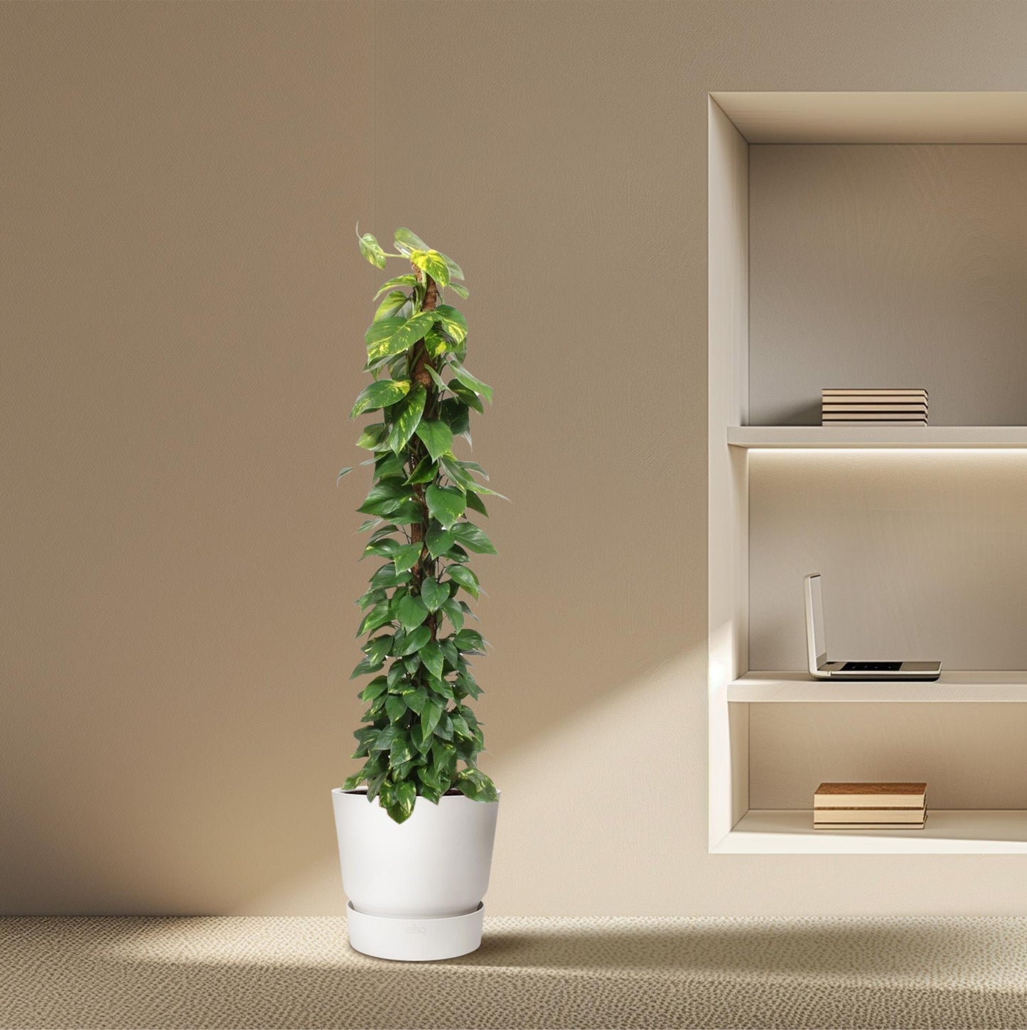 Epipremnum Aureum mosstok - 180 cm - ø34 by Pflanzfix24
