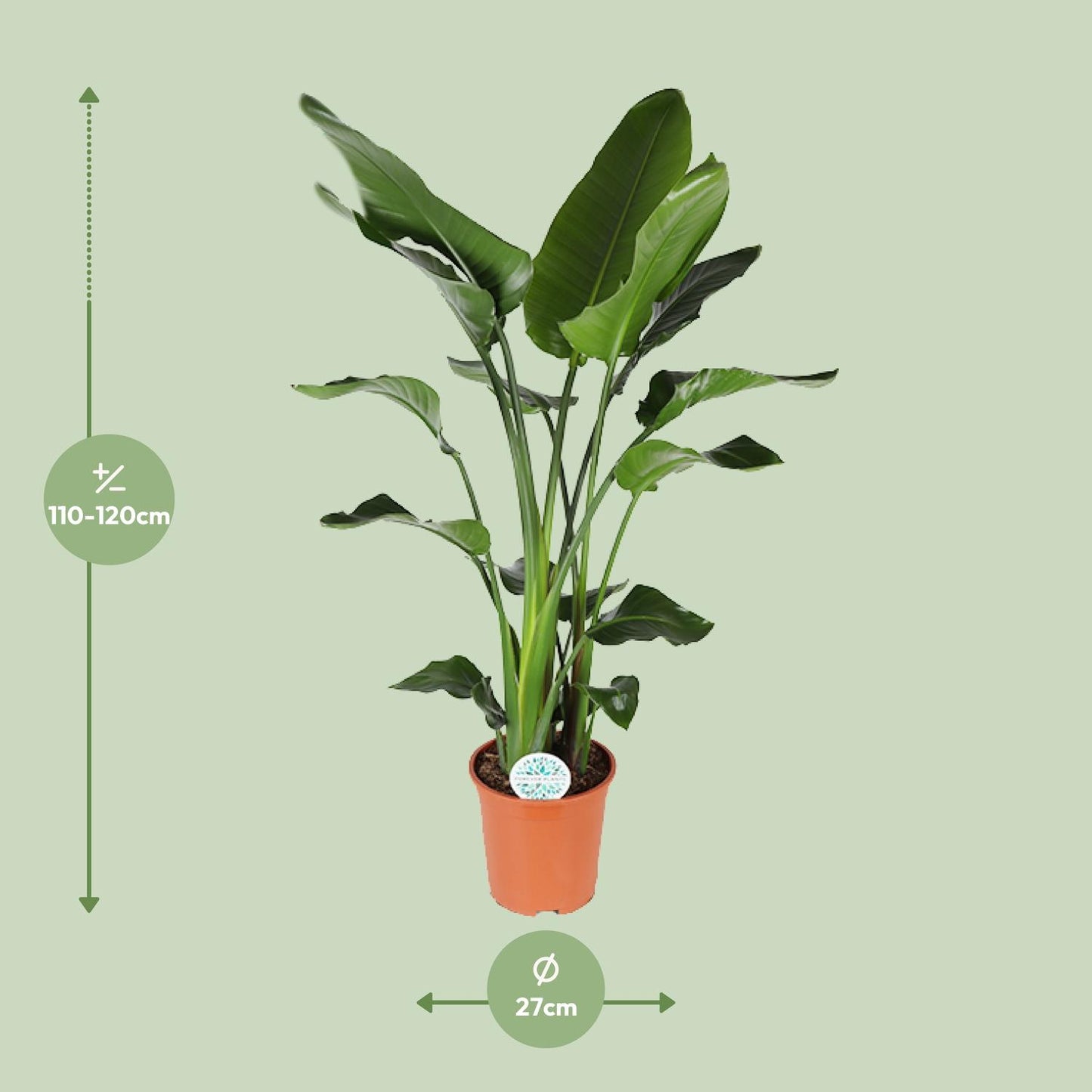 Strelitzia Nicolai - Ø27cm - ↕140cm von Pflanzfix24