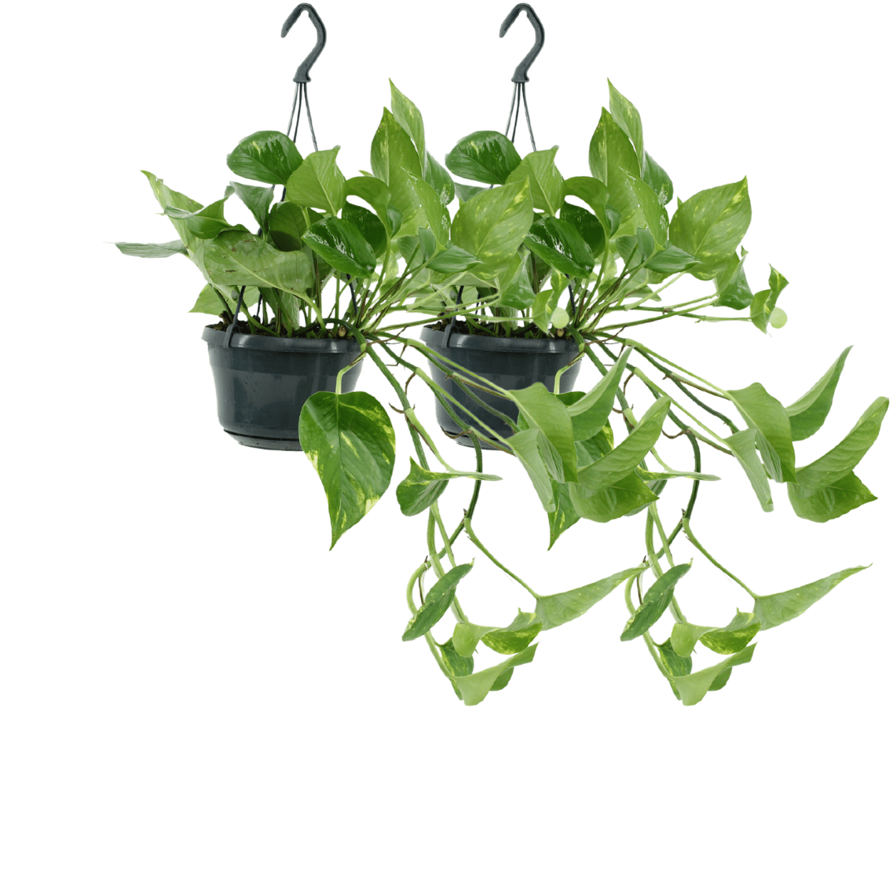 2x Epipremnum Aureum - Scindapsus - 25cm - ø15 - Pflanzfix24.de - Pflanzfix24.de