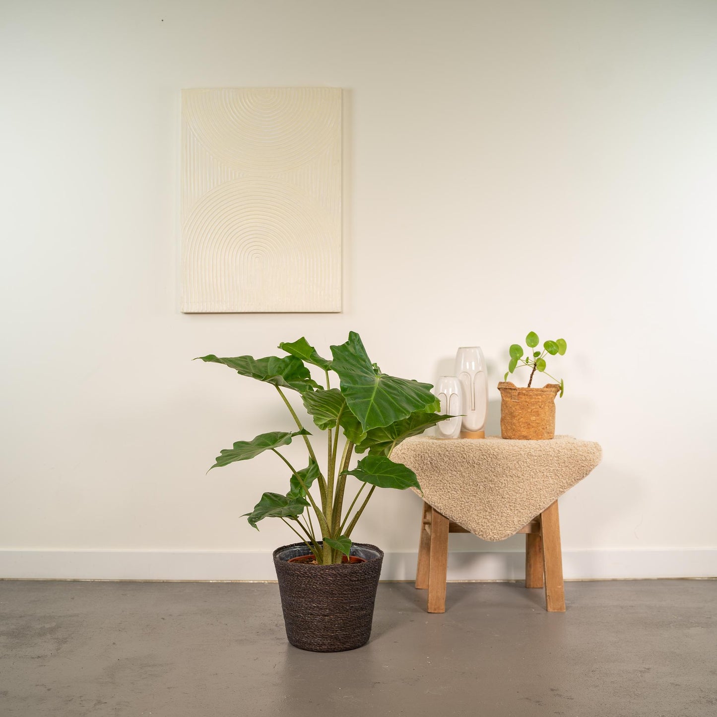 Alocasia Portodora - Ø21cm - ↕80cm + Korb Igmar - Pflanzfix24