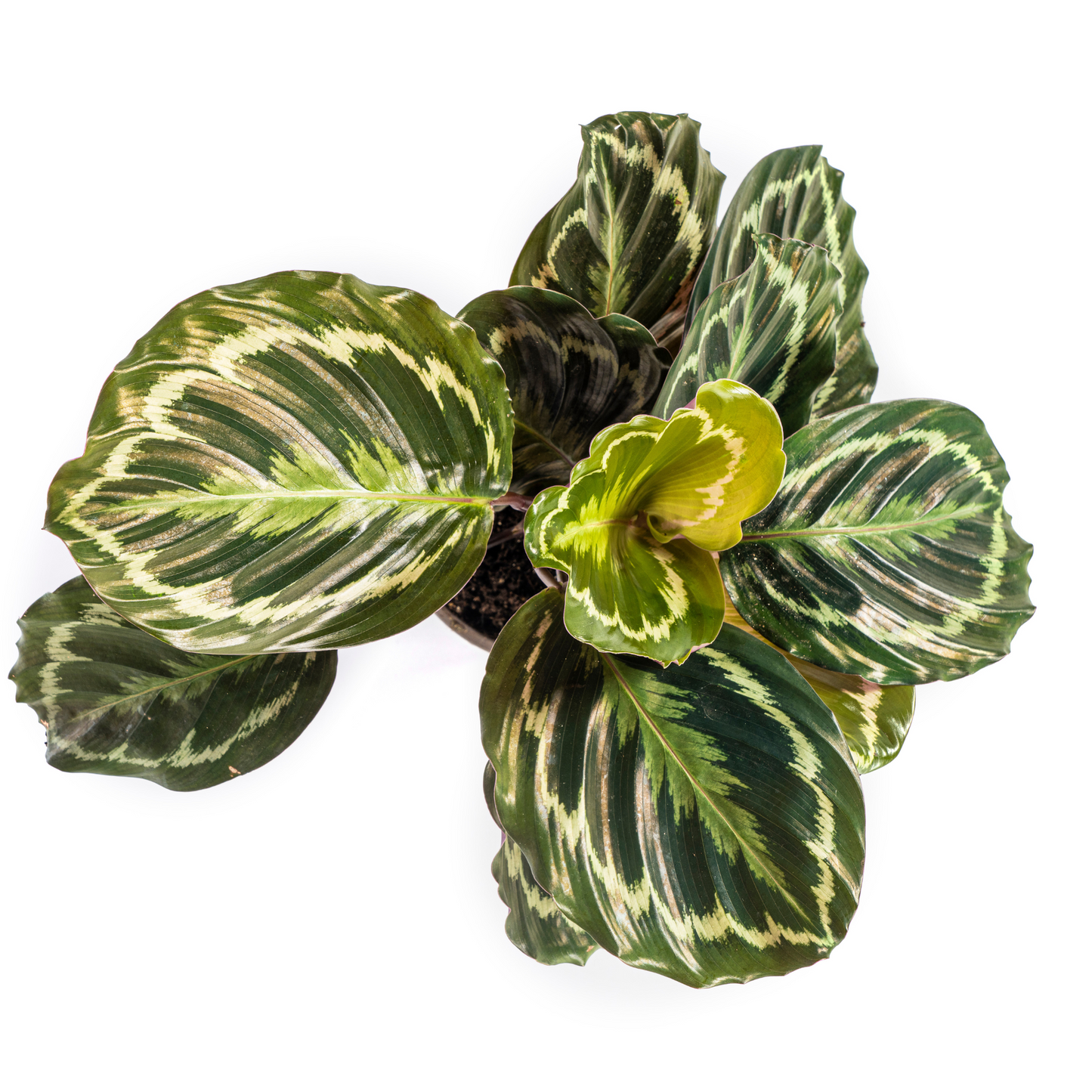 Calathea Medallion Ø17cm - Pflanzfix24.de - Pflanzfix24.de