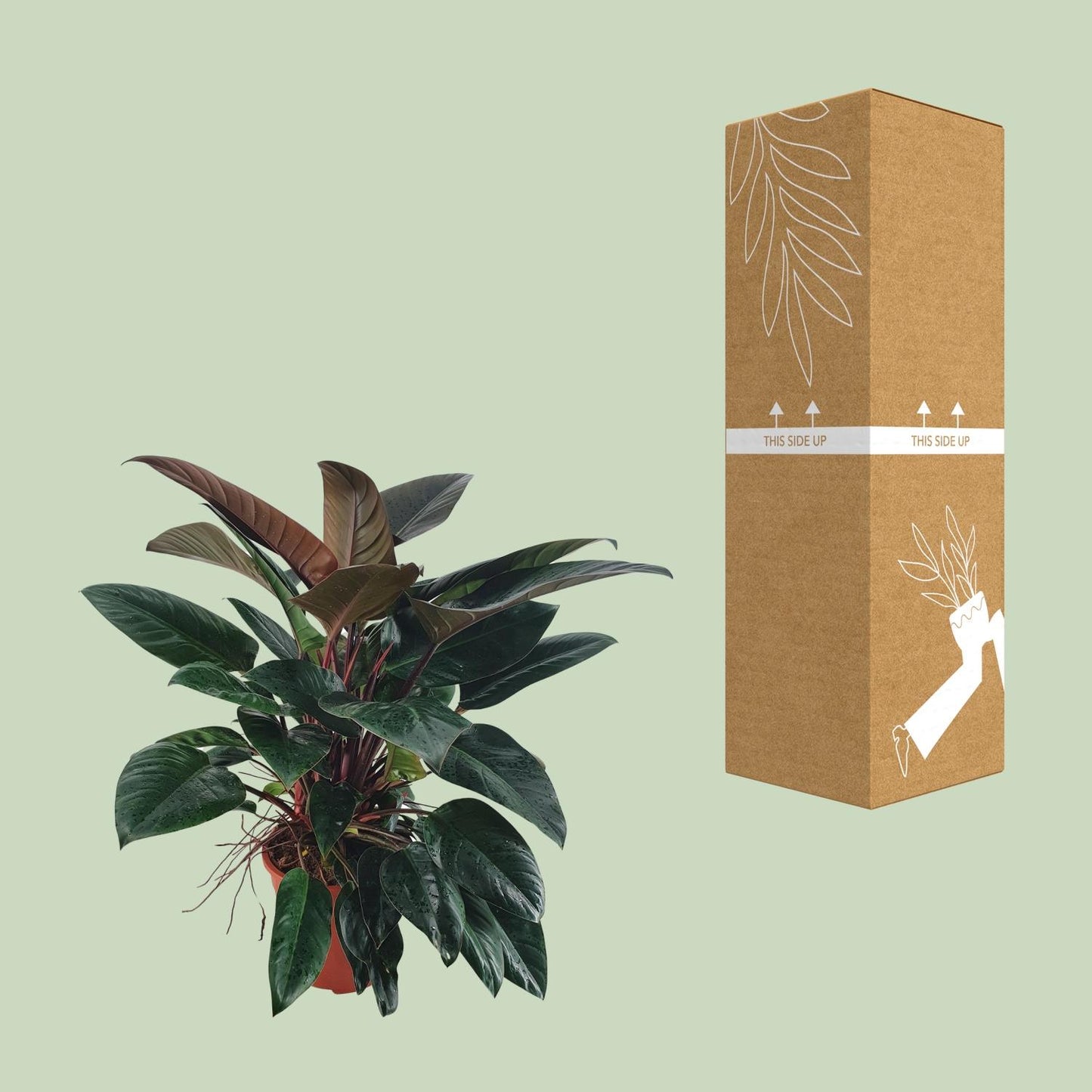 Philodendron Congo Rojo - Ø27 ↕100 by Pflanzfix24