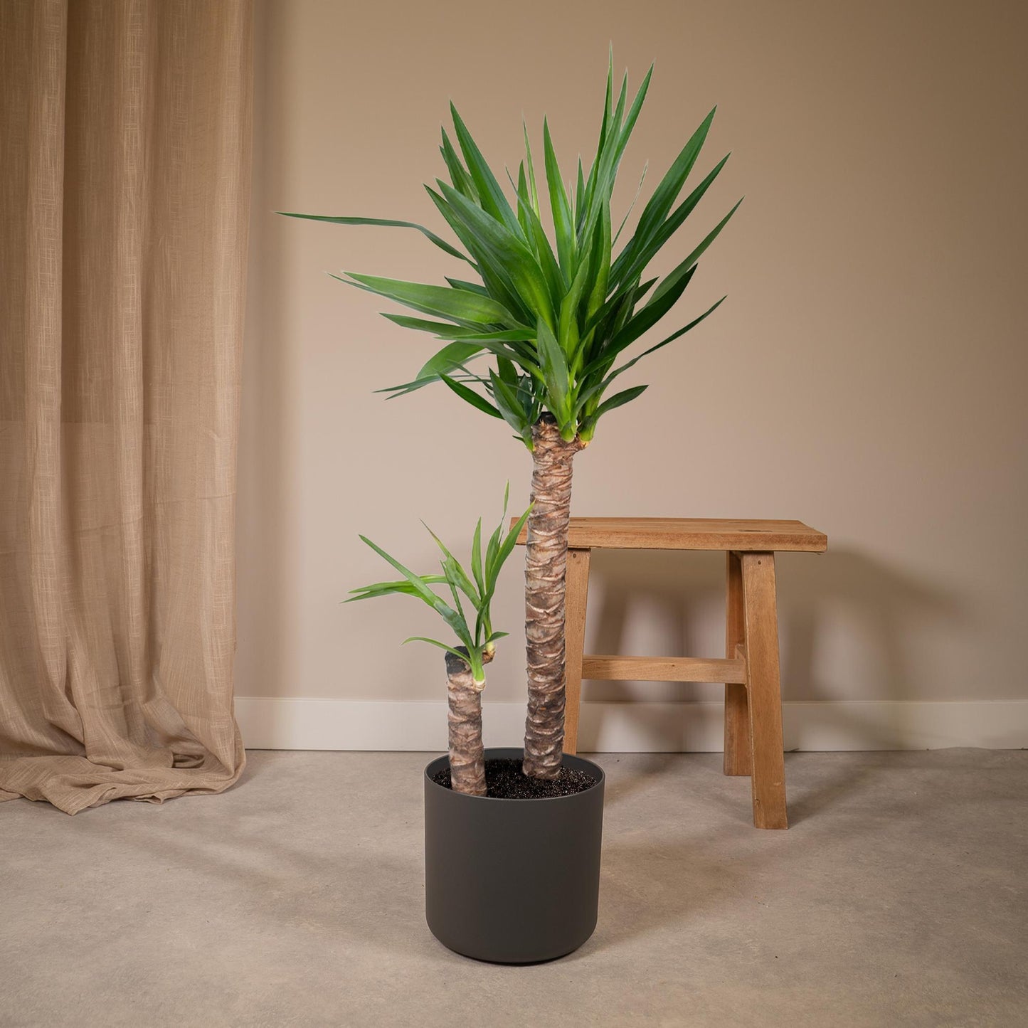 Yucca Elephantipes - Ø21cm - ↕100cm - Pflanzfix24
