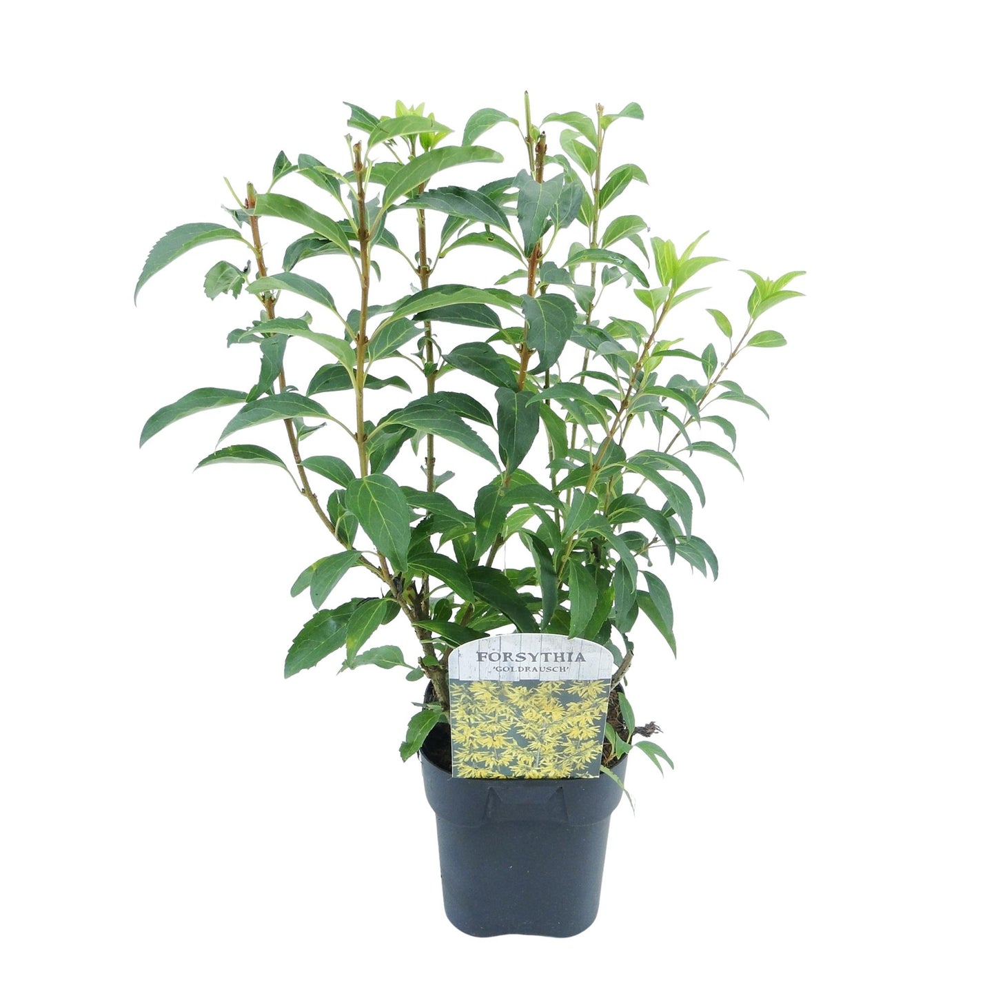 Pflanzfix24 - Forsythia intermedia Goldrauch - Blüte Gelb - 1 Pflanze - Topf 17cm