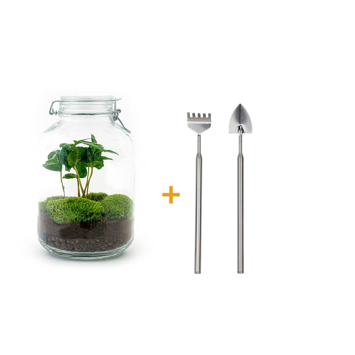 Flaschengarten - Coffea Arabica - ↕ 28 cm - Rake + Shovel - Pflanzfix24.de - Pflanzfix24.de