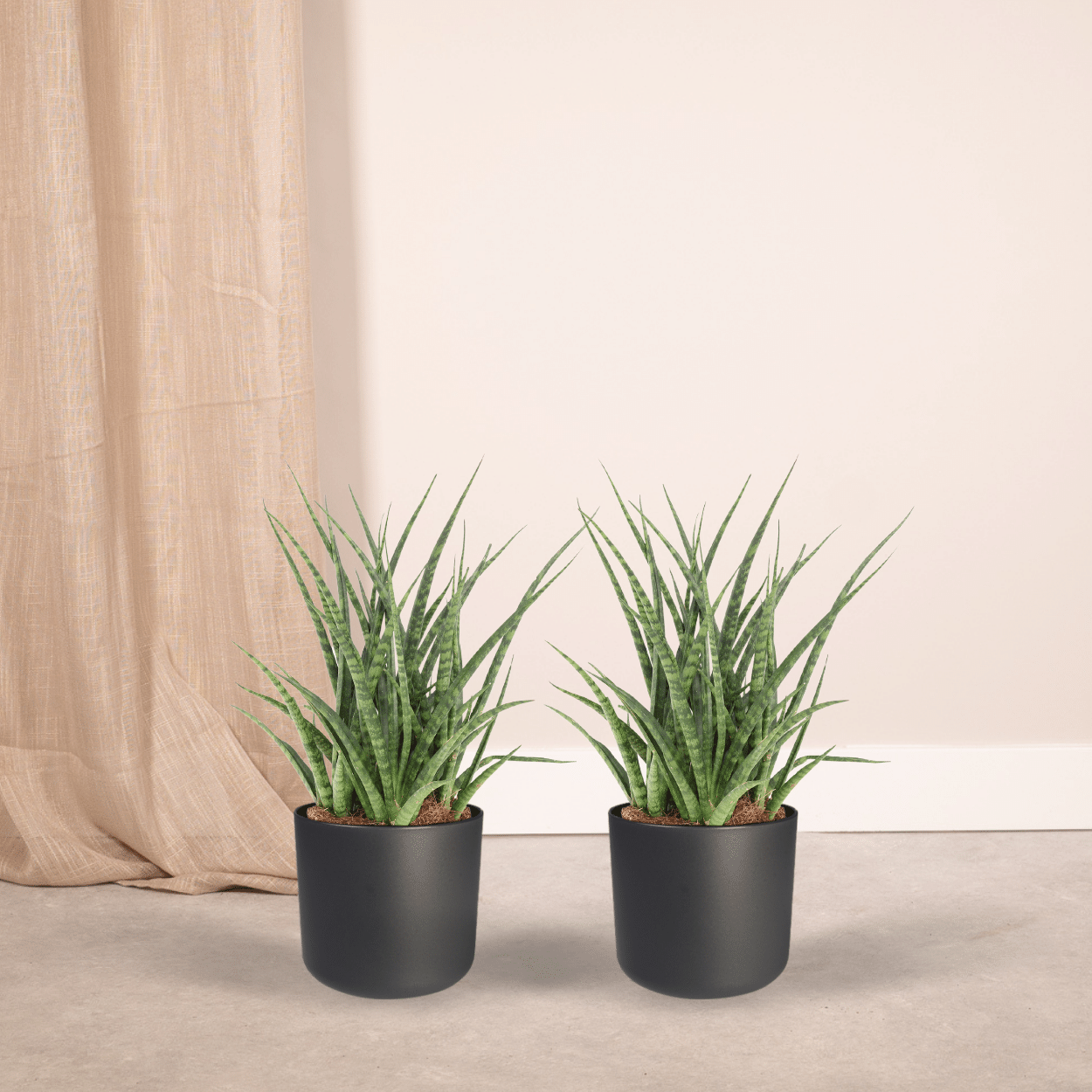 Sansevieria Fernwood Punk (Frauenzunge) - 2 Stücke - Ø12cm - ↕30cm - Pflanzfix24