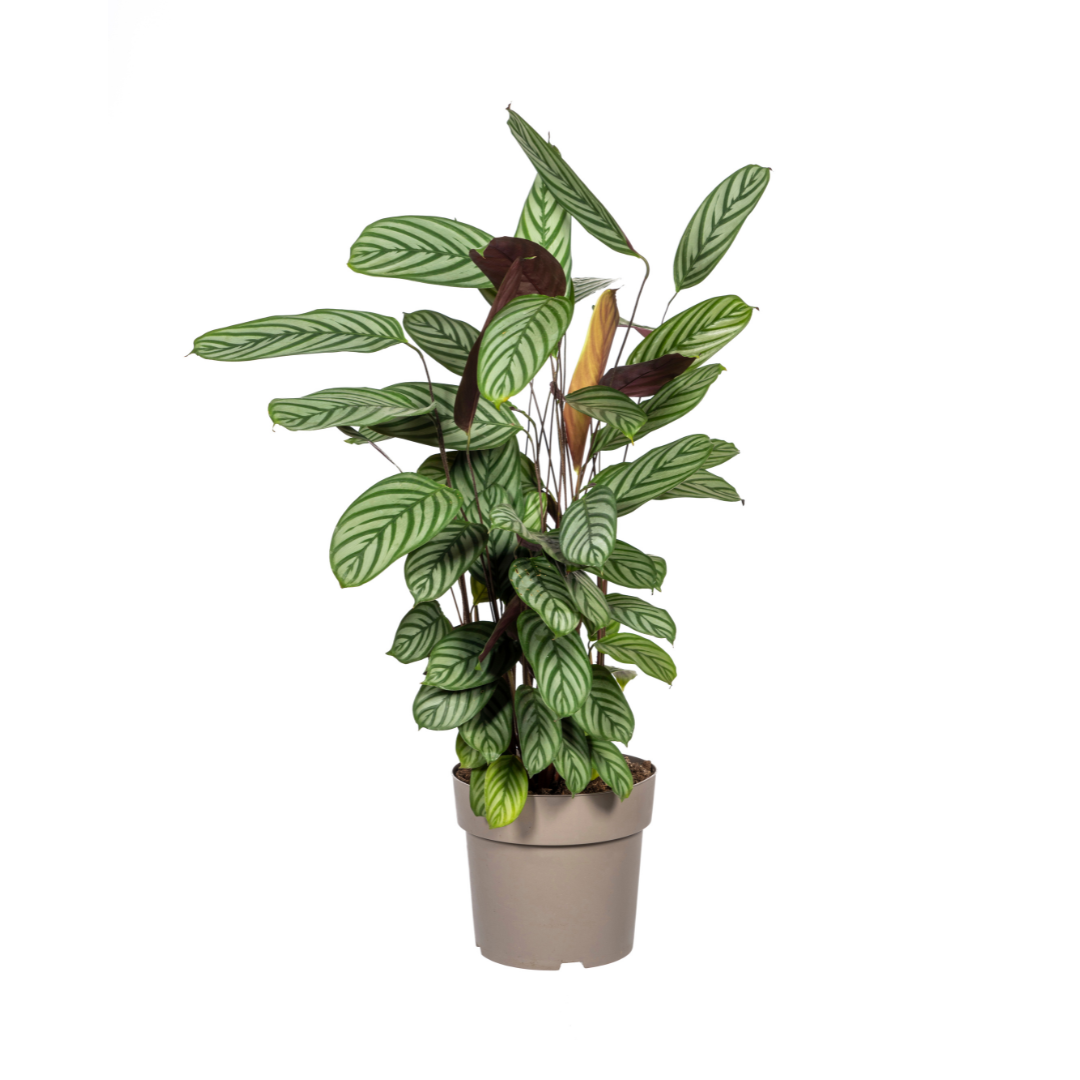 Calathea Oppenheimiana Ø24cm - ↕80 - 100cm - Pflanzfix24