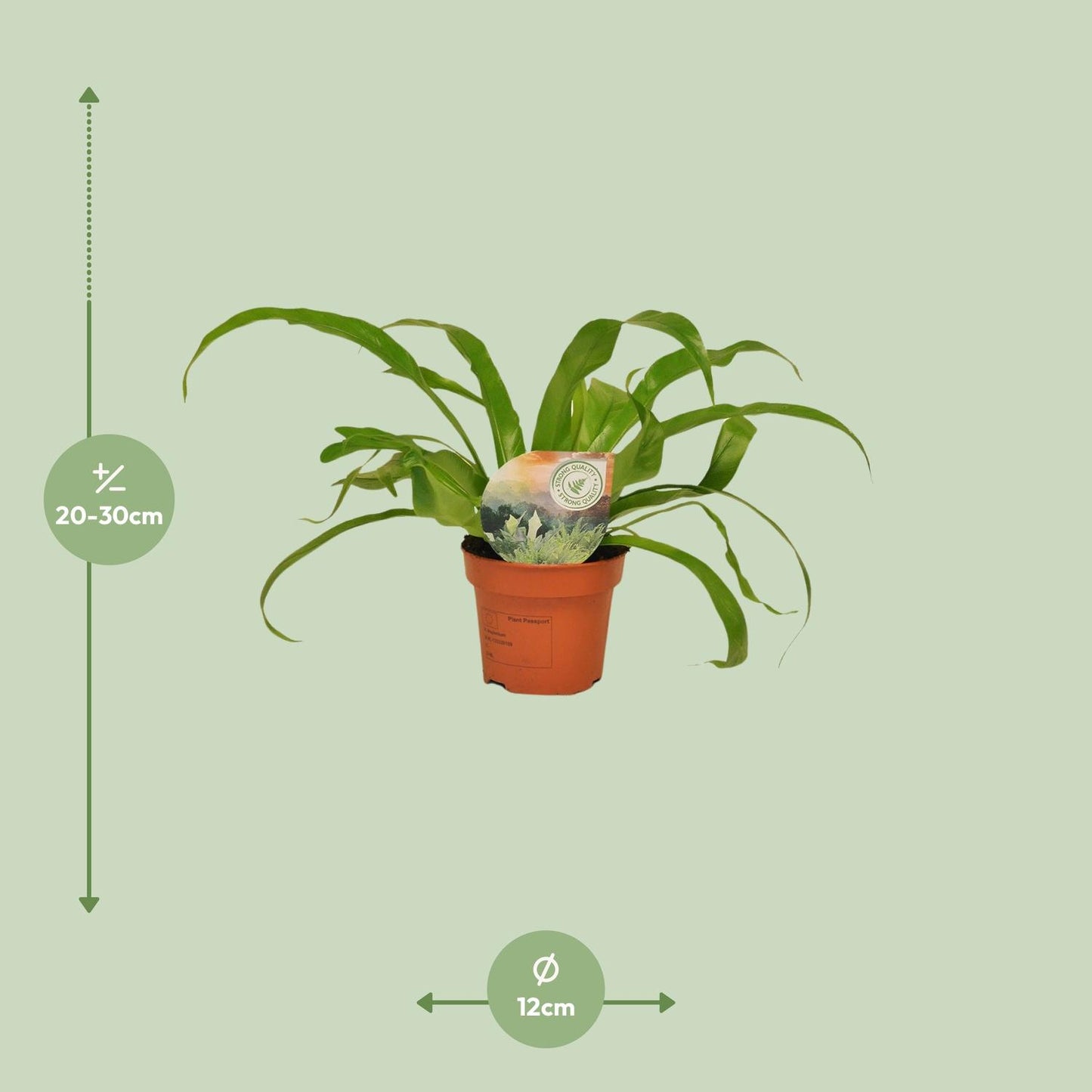 Asplenium Antiquum - Ø12cm - ↕30cm bei Pflanzfix24.de - Pflanzfix24.de
