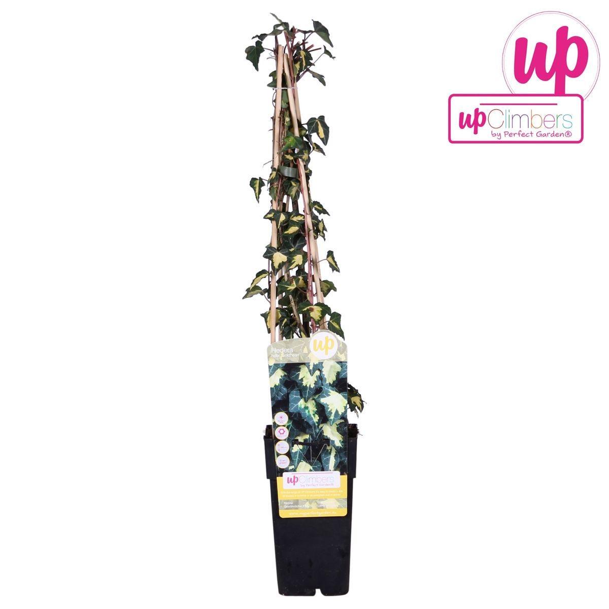 Hedera helix 'Goldheart' - Ø15cm - ↕65cm bei Pflanzfix24.de - Pflanzfix24.de