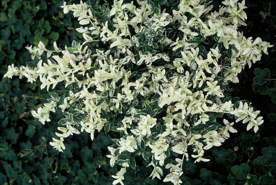 20x Euonymus fort. 'Harlequin' - Dekorativer Gartenbodenbelag von Pflanzfix24.de - ↕10-25cm - Ø9cm - Pflanzfix24.de