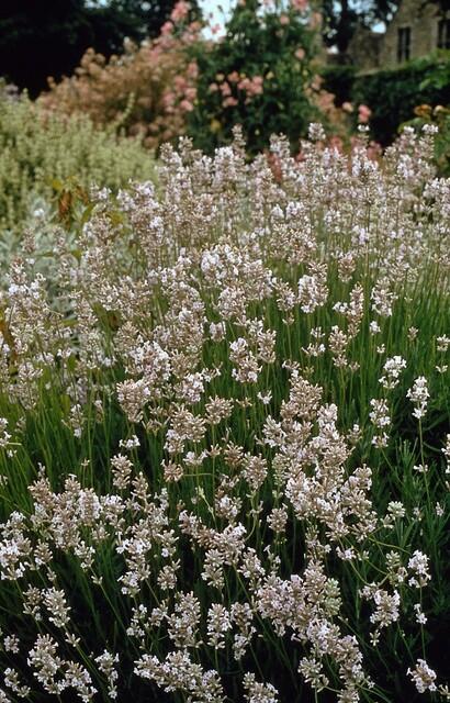 12x Lavandula int. 'Edelweiss' - Pflanzfix24
