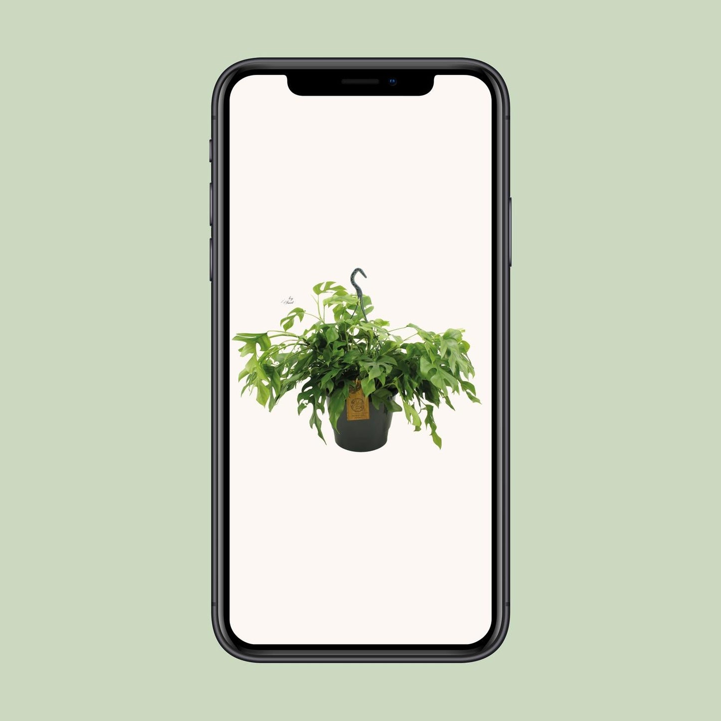 Monstera Minima 27cm HP - Pflanzfix24