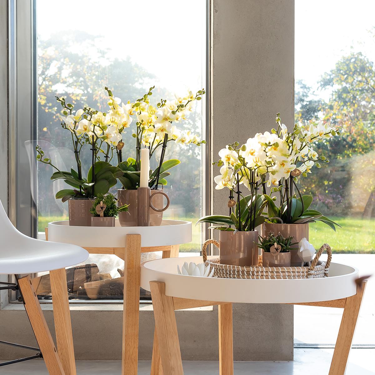 Kolibri Orchideen Phalaenopsis Lausanne Weiß Ø9cm – Blühende Zimmerpflanze | Pflanzfix24.de - Pflanzfix24.de