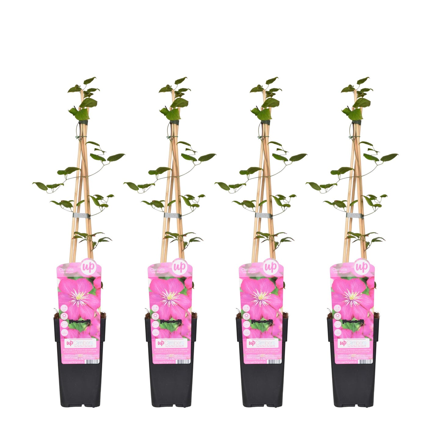 4x Clematis Ville de Lyon 65cm Ø15 - Pflanzfix24