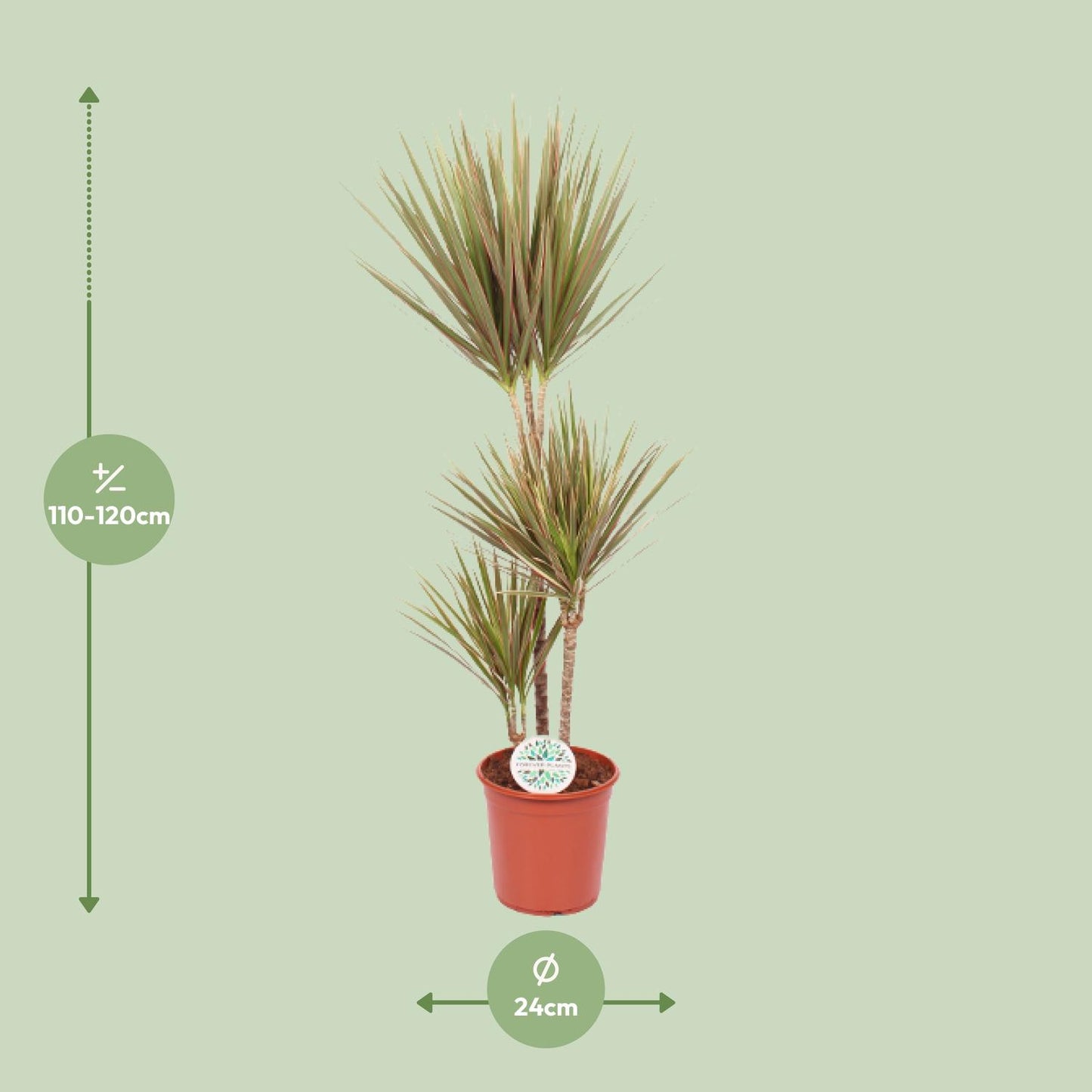 Dracaena Bicolor - Ø24cm - ↕115cm bei Pflanzfix24