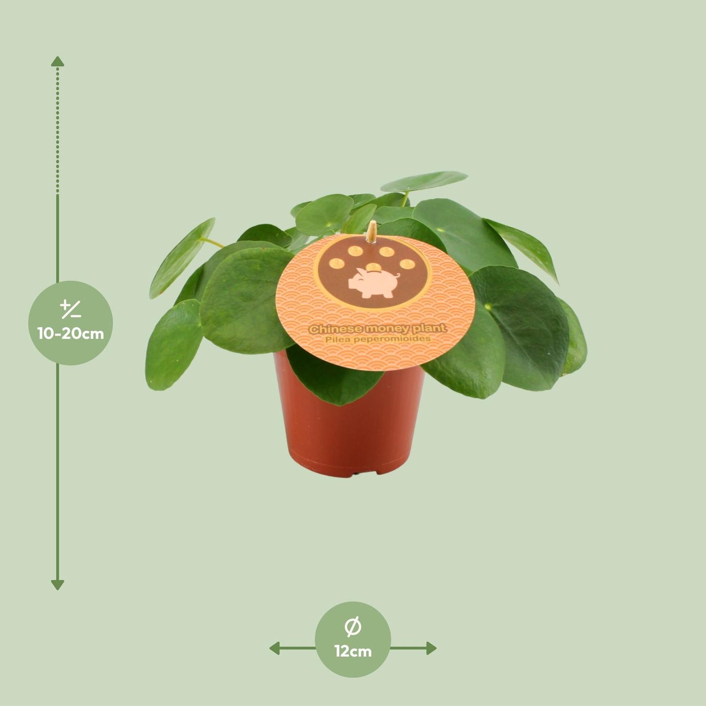 Pilea Peperomioides Ø12cm – Aluminium-Pflanze bei Pflanzfix24.de - Pflanzfix24.de
