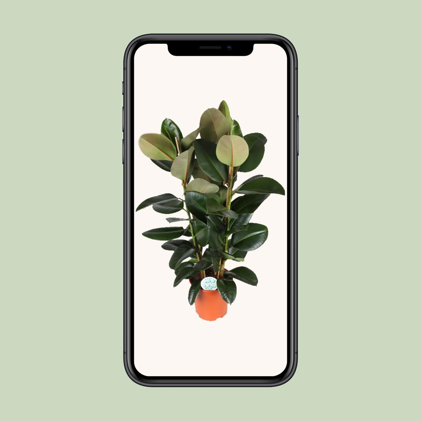 Ficus Elastica Robusta - Ø27cm - ↕115cm bei Pflanzfix24