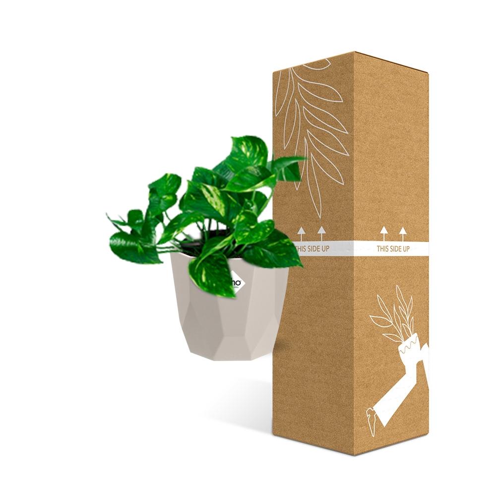 Epipremnum Pinnatum ‘Aureum’ in ELHO b.for rock 14 cm warm grey - Pflanzfix24