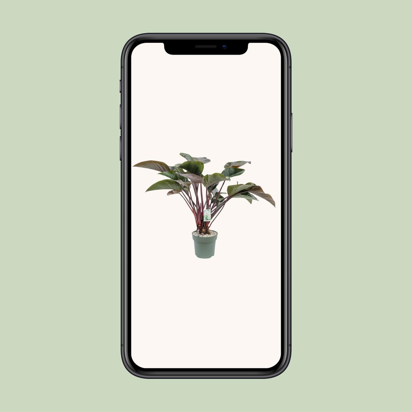 Philodendron Red Beauty - Ø30cm - ↕110cm - Pflanzfix24