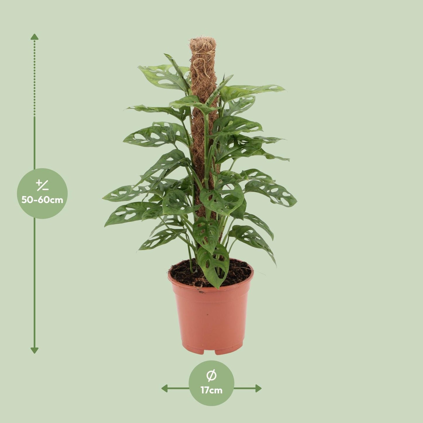 Monstera Monkey Ø17cm – 60 cm | Tropische Zimmerpflanze bei Pflanzfix24.de - Pflanzfix24.de