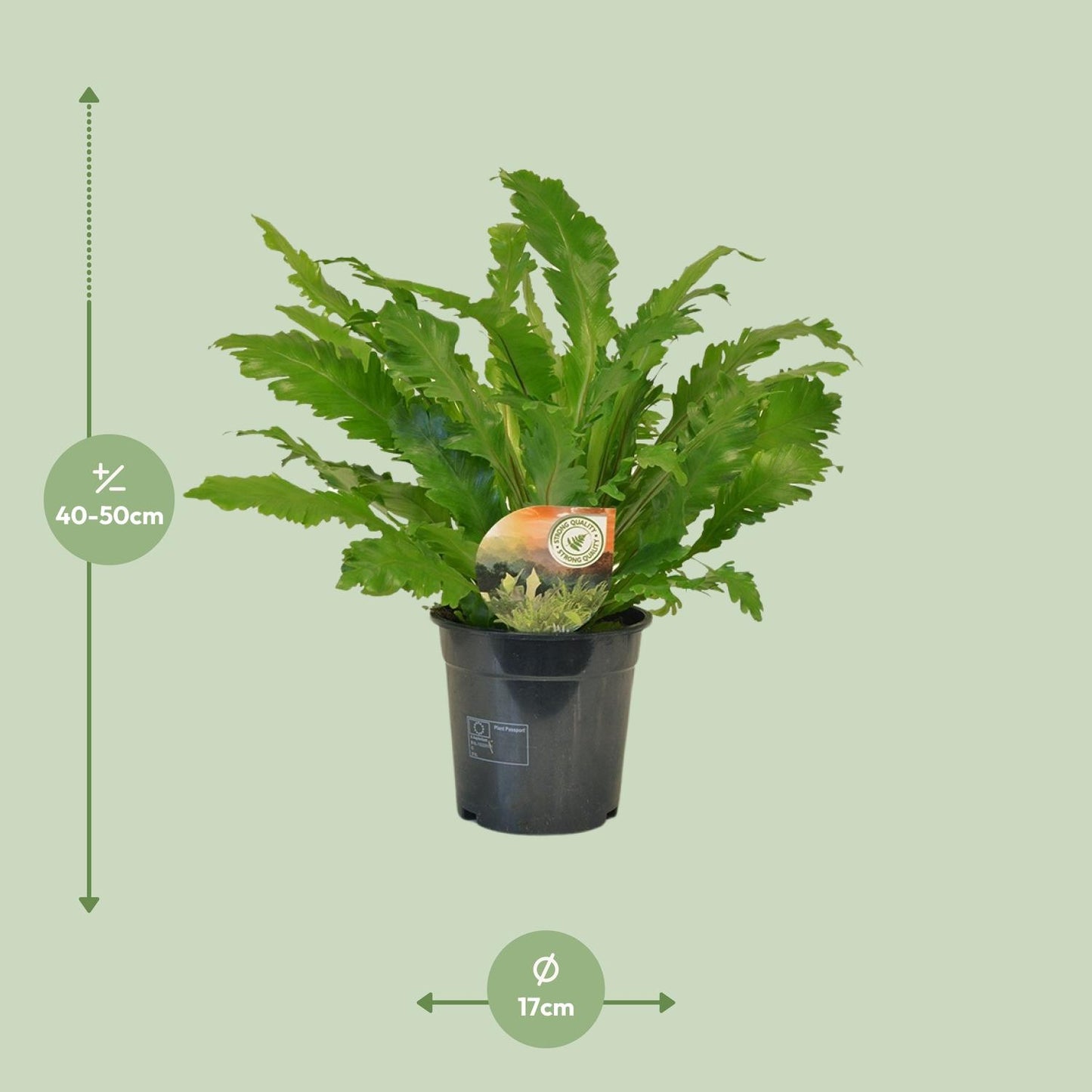 Asplenium Campio - Ø17cm - ↕50cm bei Pflanzfix24.de - Pflanzfix24.de