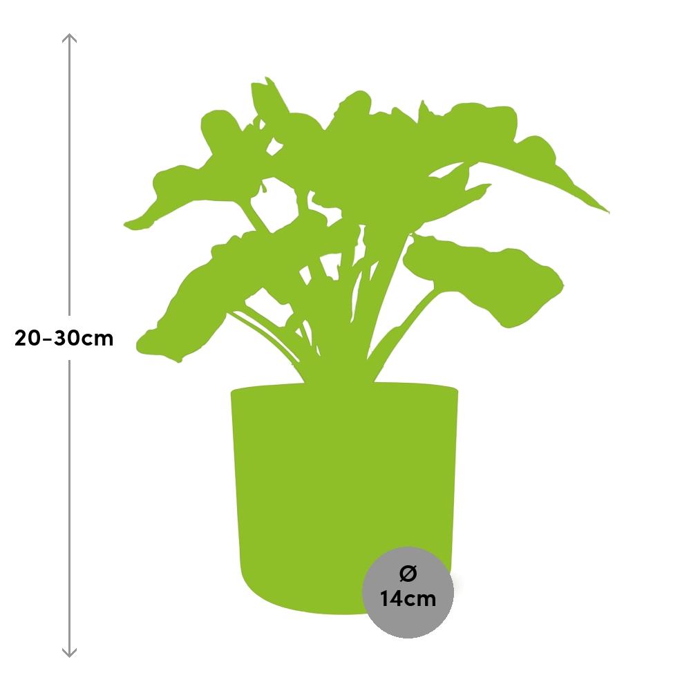 Philodendron Atom in ELHO b.for soft rond 14cm brique - Pflanzfix24