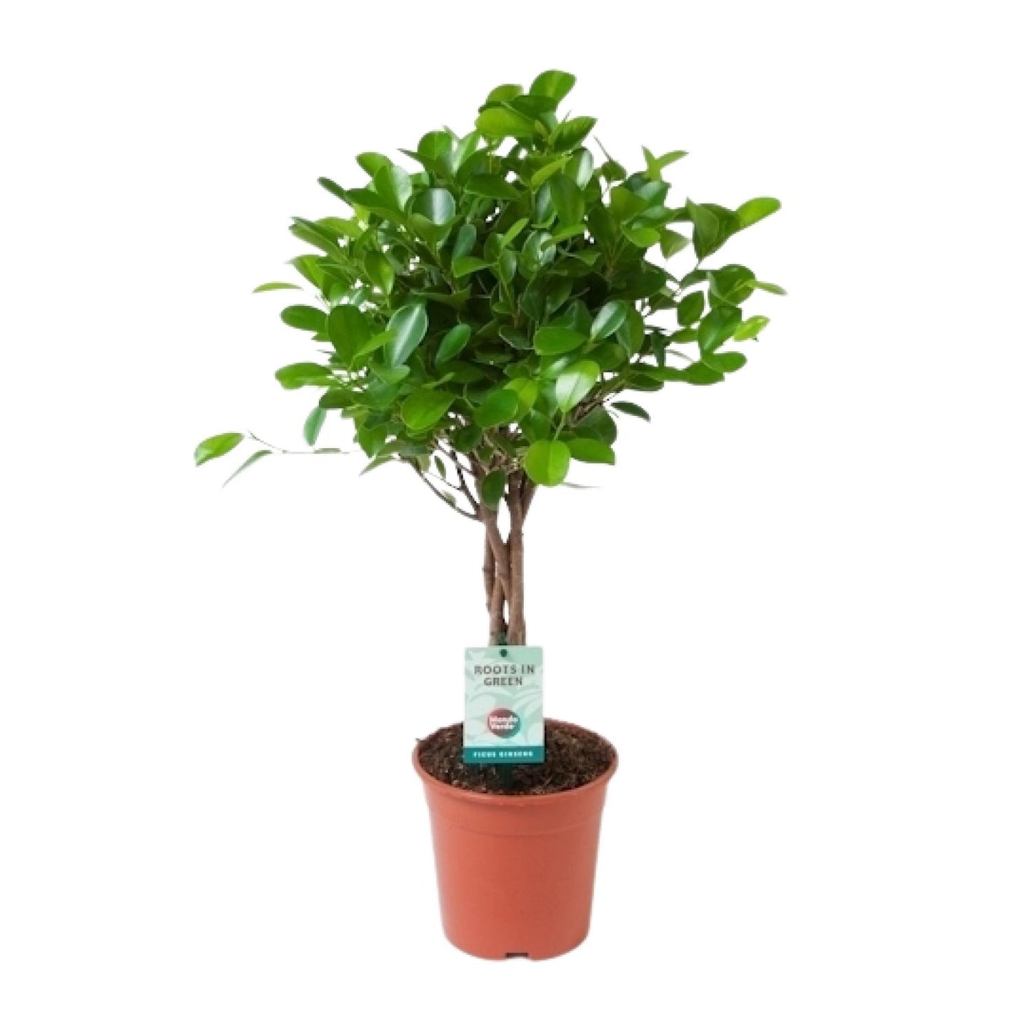 Ficus Microcarpa Moclame - Ø17cm - ↕70cm - Pflanzfix24