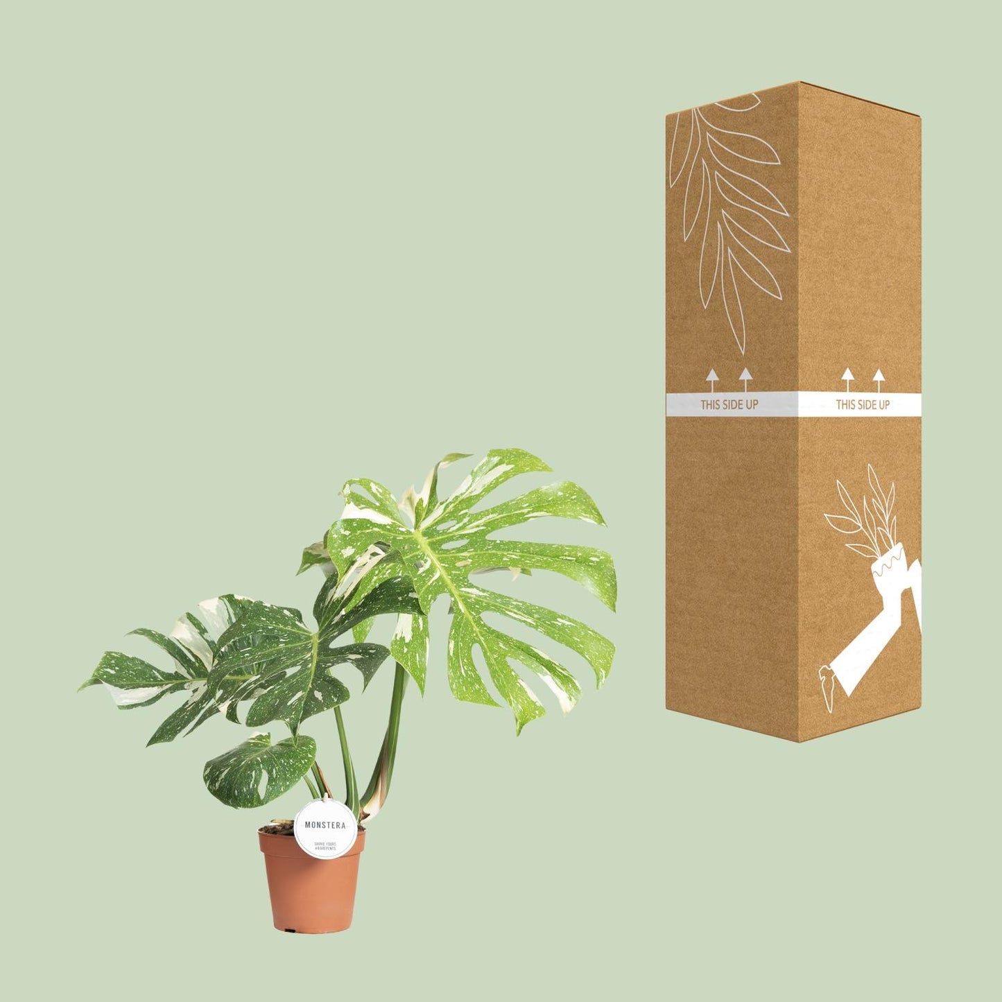 Monstera Thai Constellation Ø15cm, 40-50cm hoch | Pflanzfix24