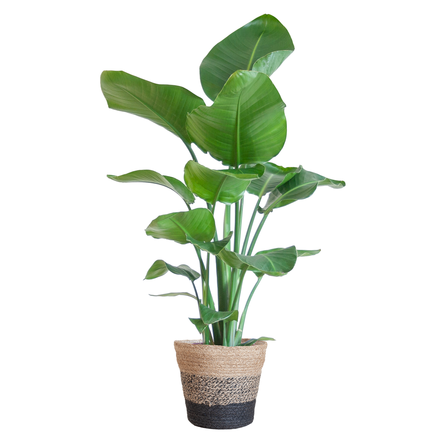 Strelitzia Nicolai 80 cm im schwarzen Lissabon Jute-Korb Ø19 | Pflanzfix24