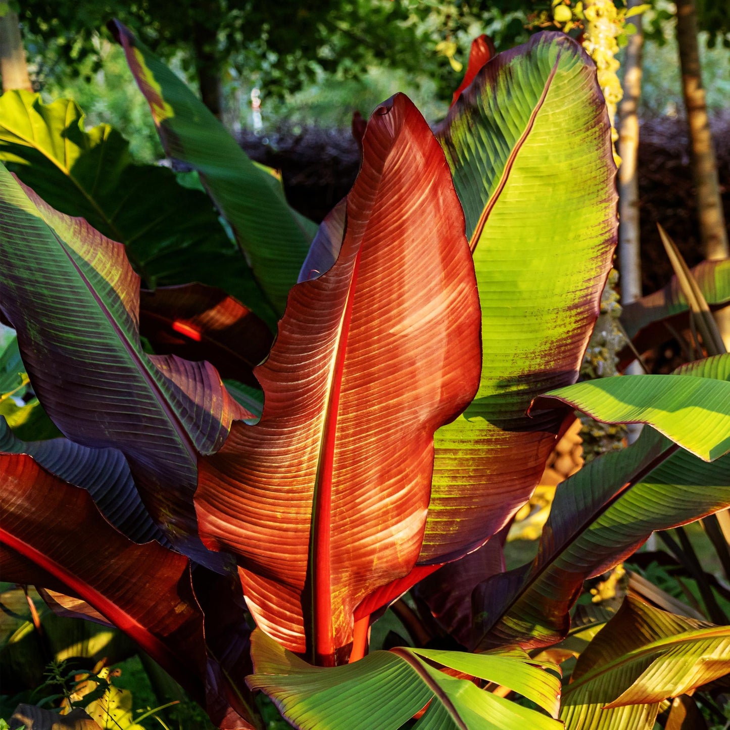 Pflanzfix24 - Bananenpflanze Ensete ventricosum Maurelli - 4 Pflanzen