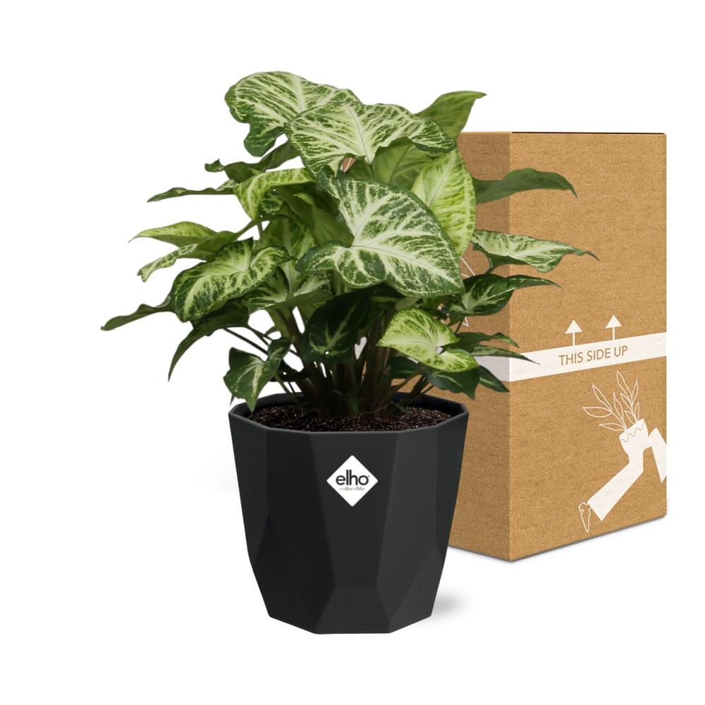 Syngonium Arrow in 14cm b.for rock living black - Pflanzfix24