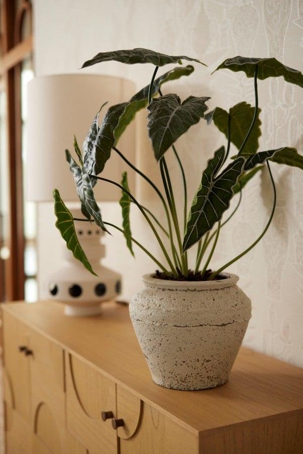 Alocasia 80cm - Kunstplant - Pflanzfix24